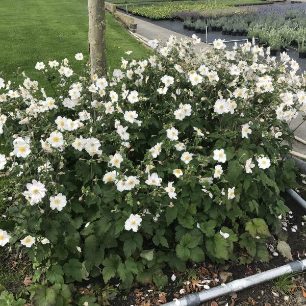 Anemone Pure White 10 Anemone 'Elite Pure White'