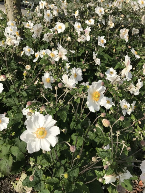 Anemone Pure White 4 Anemone 'Elite Pure White'