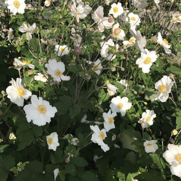 Anemone Pure White 5 Height 80cm. Spread 70cm. Sun or part shade.