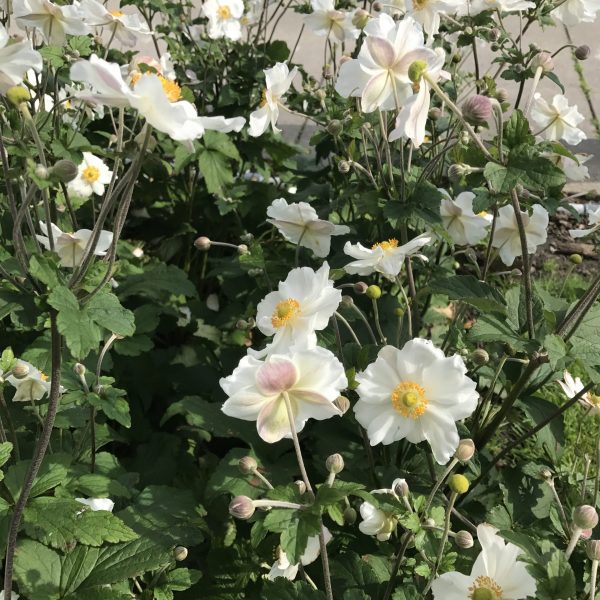 Anemone Pure White 6 An erect perennial with single, pure-white flowers