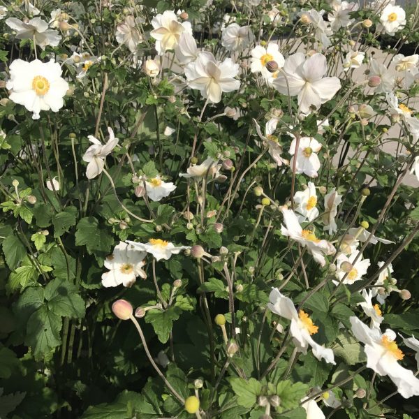 Anemone Pure White 7 Anemone 'Elite Pure White'
