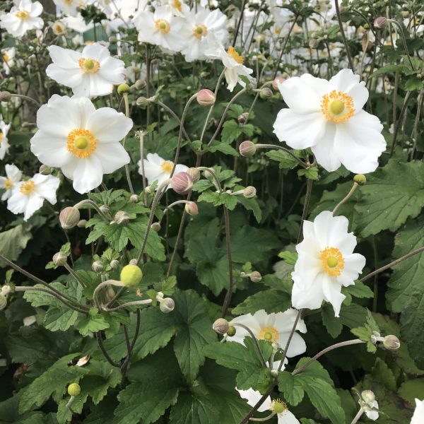 Anemone Pure White 9 Anemone 'Elite Pure White'
