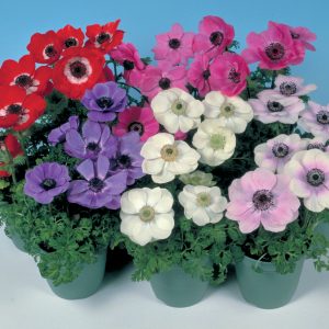 Anemone coronaria 'Harmony Mix'