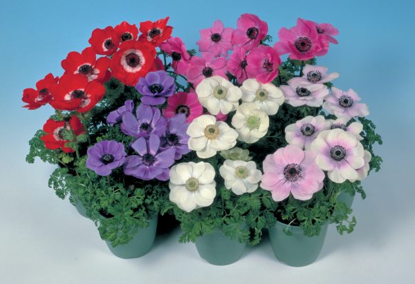 Anemone coronaria 'Harmony Mix'