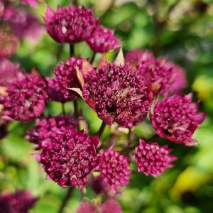Astrantia 'Purple Happiness'