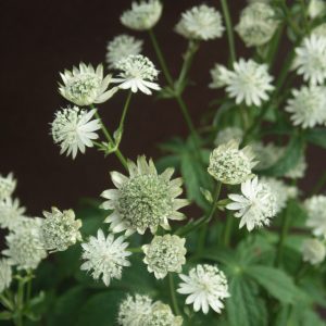 Astrantia 'Superstar'