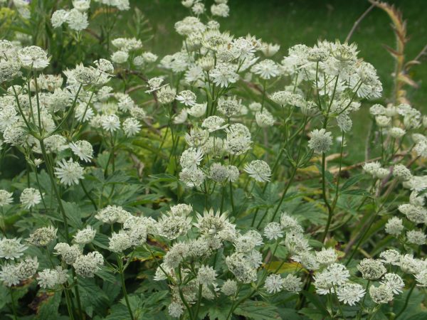 Full sun/partial shade.