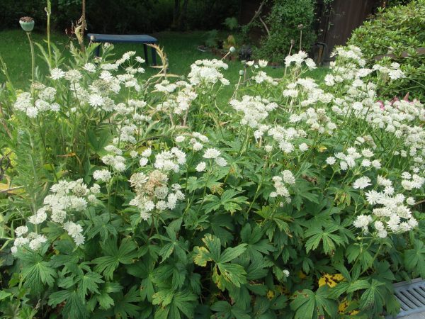 white and green pincushion flowers on elegant wiry stems