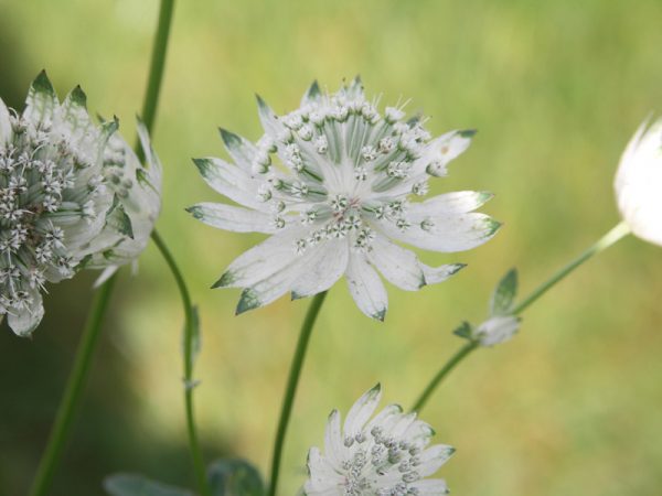 Astrantia 'Superstar'