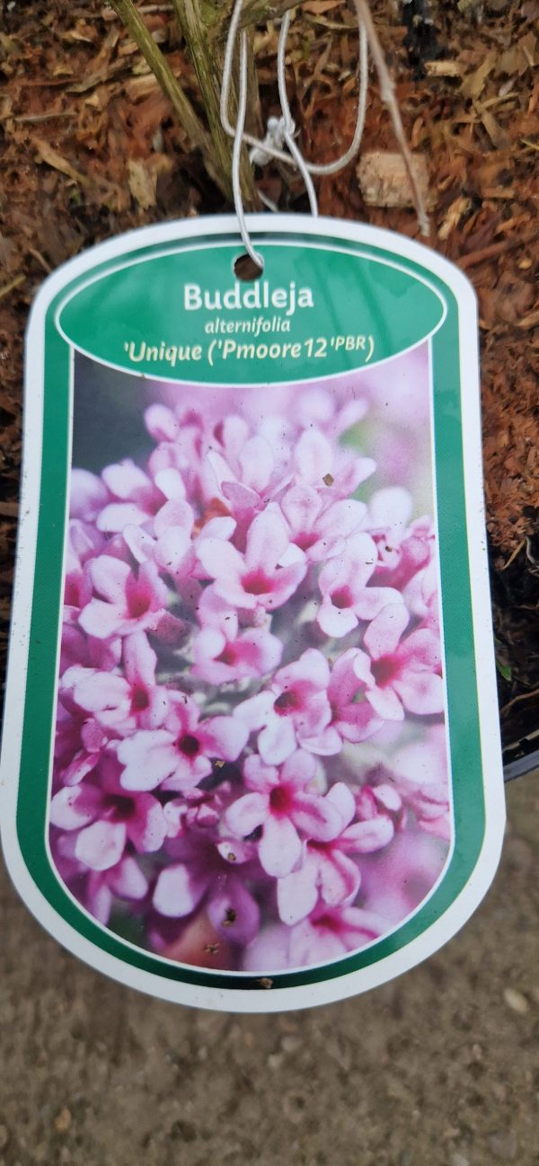 Buddleja alternifolia 'Unique' 2 Buddleja alternifolia 'Unique'