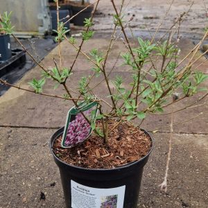 Buddleja alternifolia 'Unique'