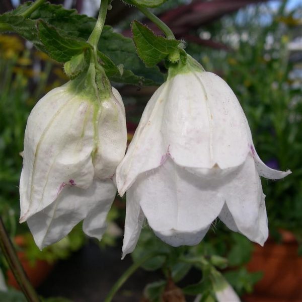 Campanula punctata 'Wedding Bells' Campanula punctata 'Wedding Bells'