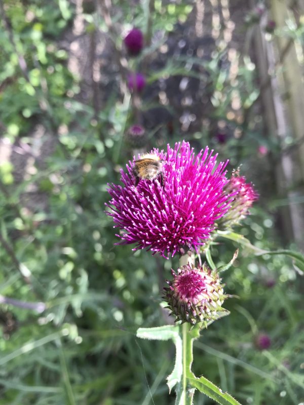 Cirsium Trevors Blue Wonder 20190512 1 Cirsium rivulare 'Trevors Blue Wonder'
