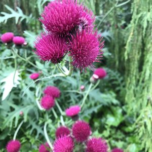 Cirsium rivulare 'Trevors Blue Wonder'