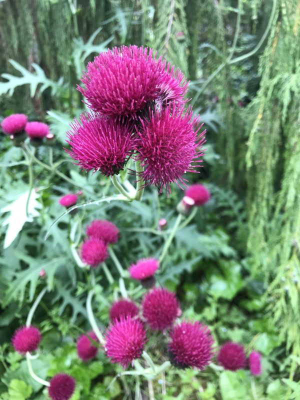 Cirsium Trevors Blue Wonder 20190616 (5) Cirsium rivulare 'Trevors Blue Wonder'
