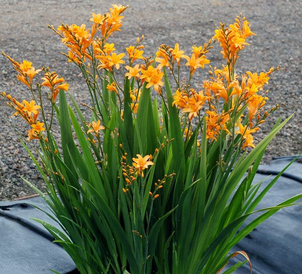 Crocosmia Nova Gold Dust 1 Crocosmia 'Nova Gold Dust'