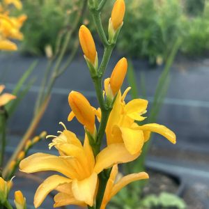 Crocosmia 'Nova Gold Dust'