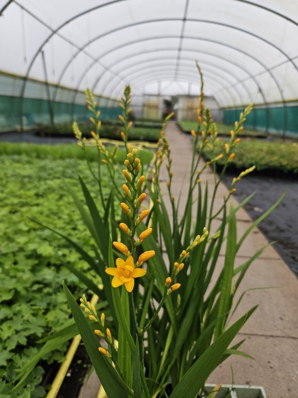 Crocosmia 'Nova Gold Dust' Crocosmia 'Nova Gold Dust'