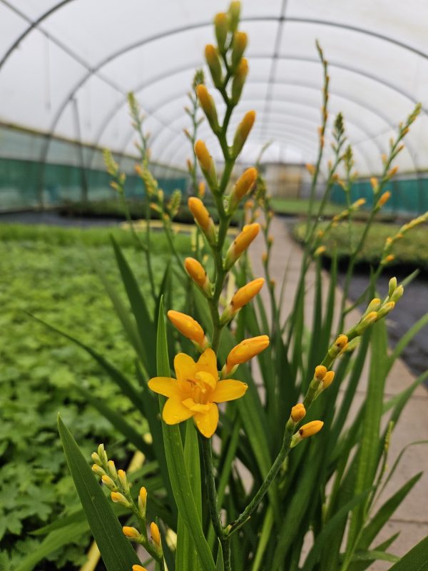 Crocosmia 'Nova Gold Dust'2 Crocosmia 'Nova Gold Dust'