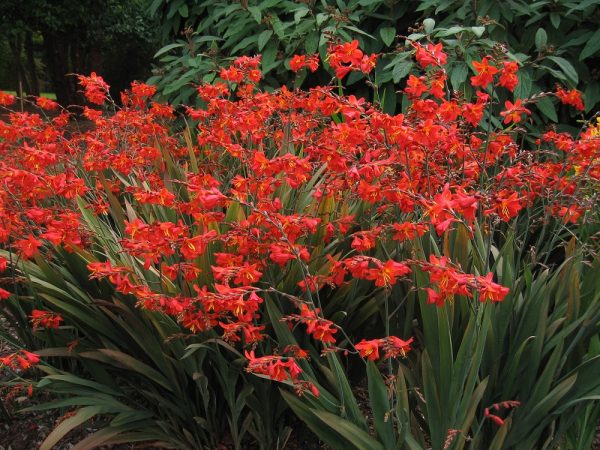 Crocosmia Saracen (1) Crocosmia x crocosmiiflora 'Saracen'