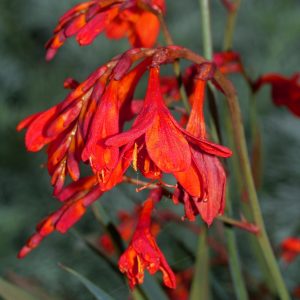 Crocosmia x crocosmiiflora 'Saracen'