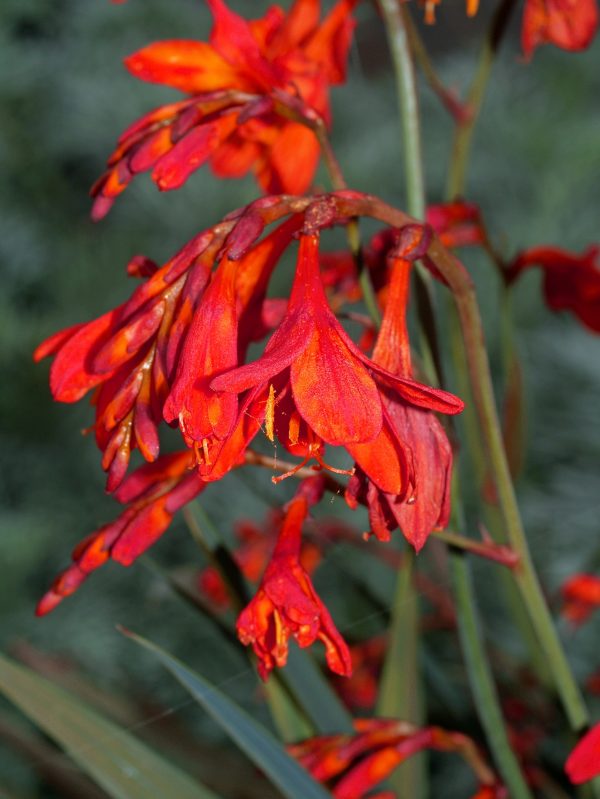 OLYMPUS DIGITAL CAMERA Crocosmia x crocosmiiflora 'Saracen'