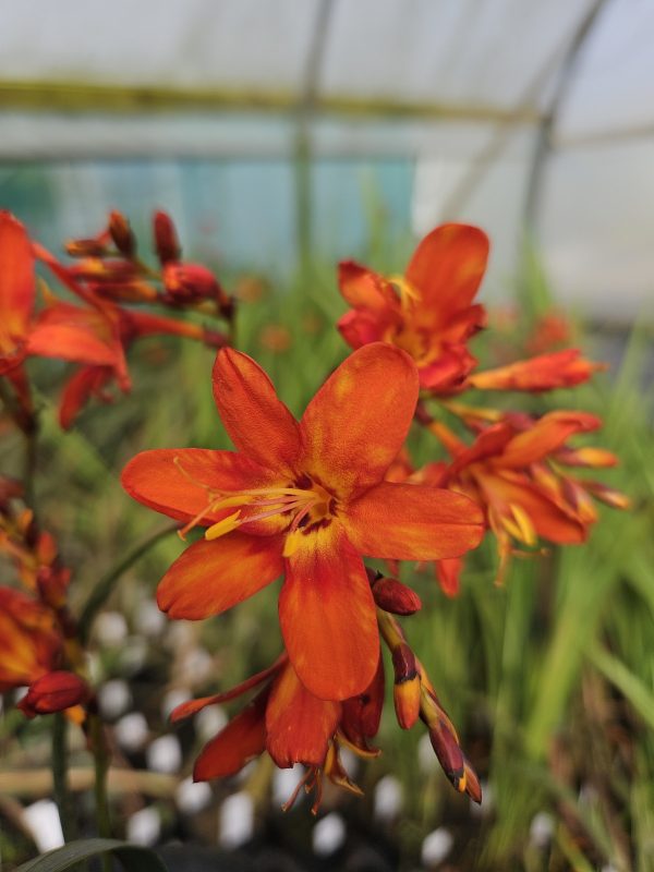 Crocosmia x crocosmiiflora 'Saracen' Crocosmia x crocosmiiflora 'Saracen'