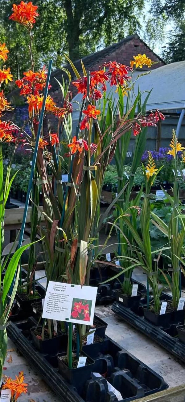 Crocosmia x crocosmiiflora 'Saracen'2 Crocosmia x crocosmiiflora 'Saracen'