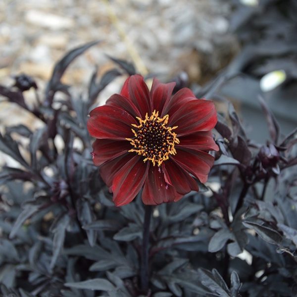 Dahlia Dreamy 'Hot Chocolate'