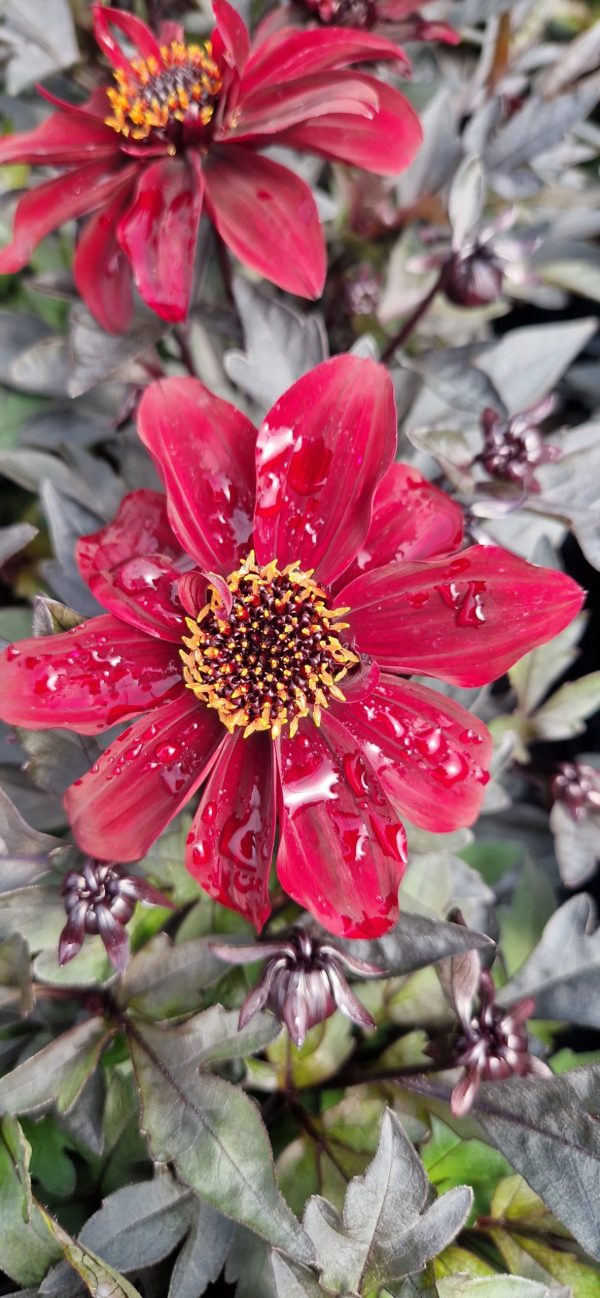 Dahlia Dreamy 'Hot Chocolate'