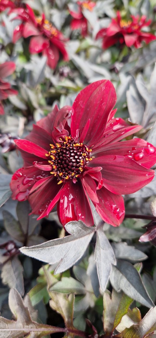Dahlia Dreamy 'Hot Chocolate'