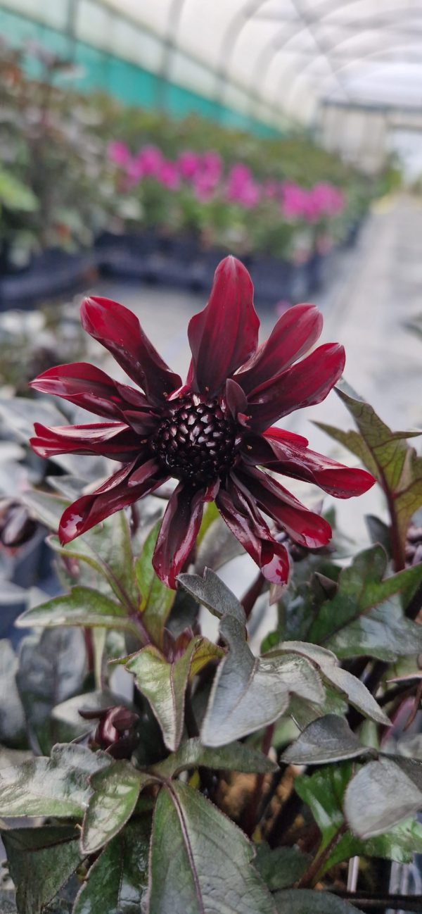 Dahlia Dreamy 'Hot Chocolate'
