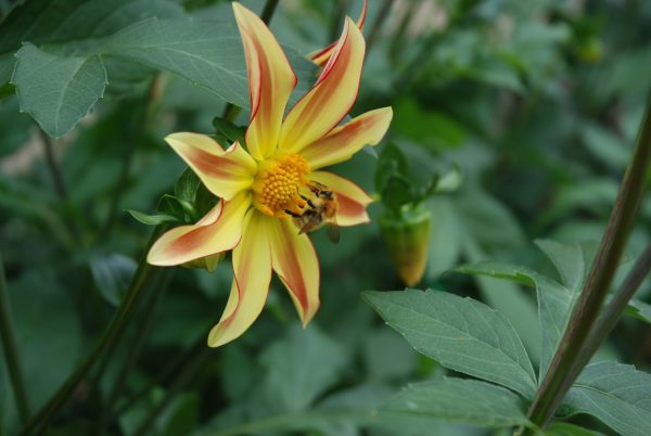 Dahlia 'Izarra'