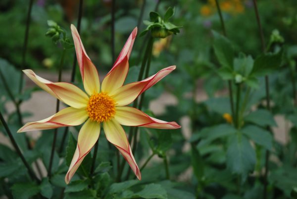 Dahlia 'Izarra'