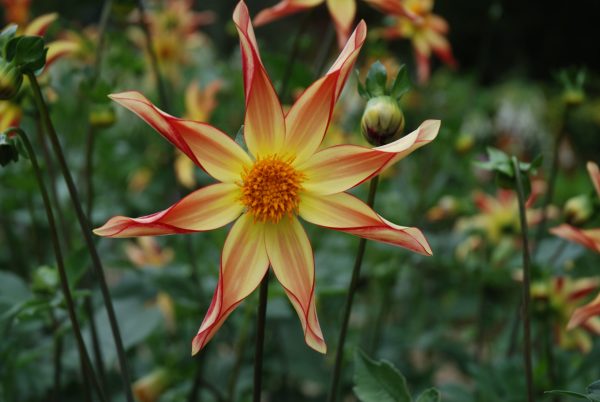 Dahlia 'Izarra'