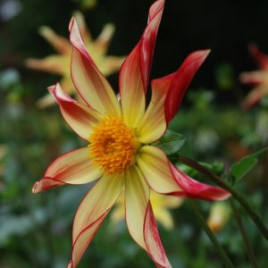 Dahlia 'Izarra'