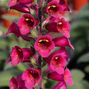 Digitalis 'Foxlight Plum Gold'