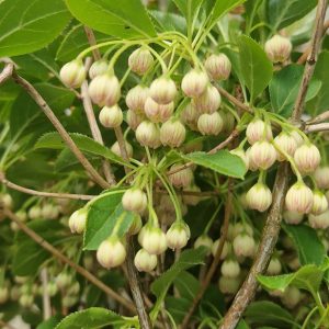 Enkianthus campanulatus