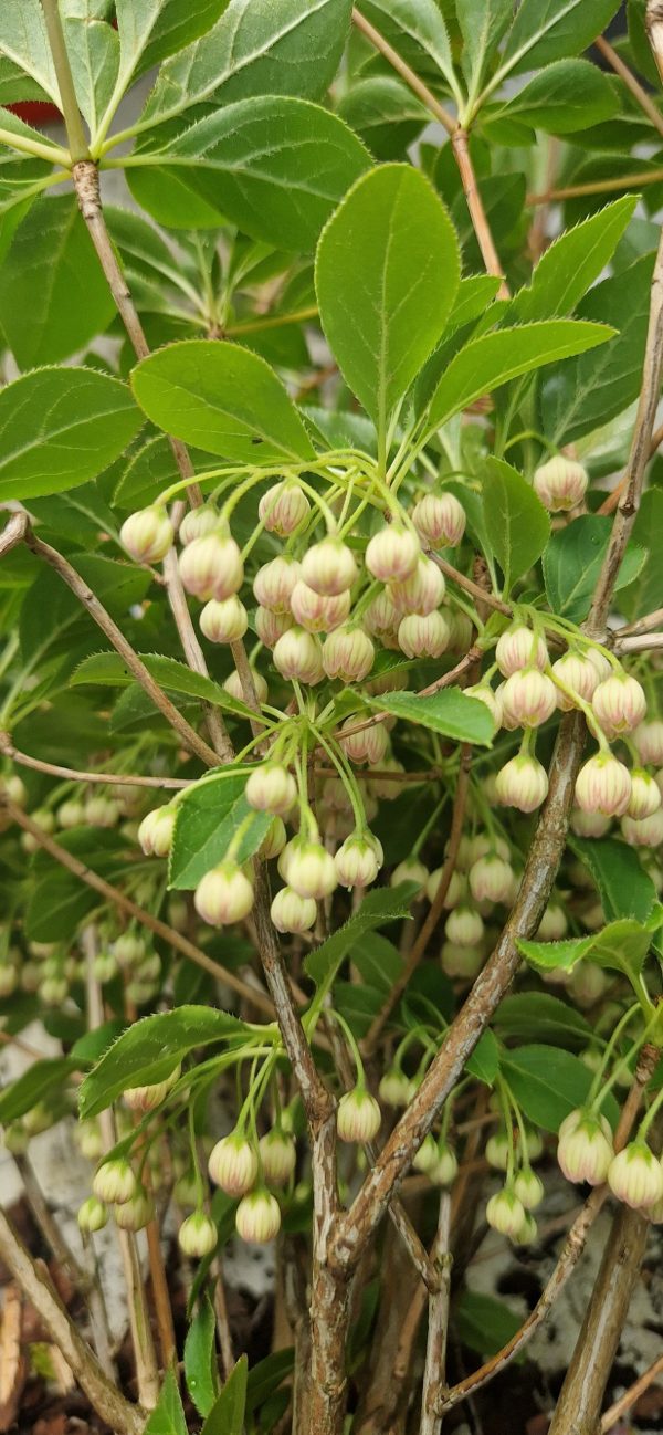 Enkianthus campanulatus Enkianthus campanulatus