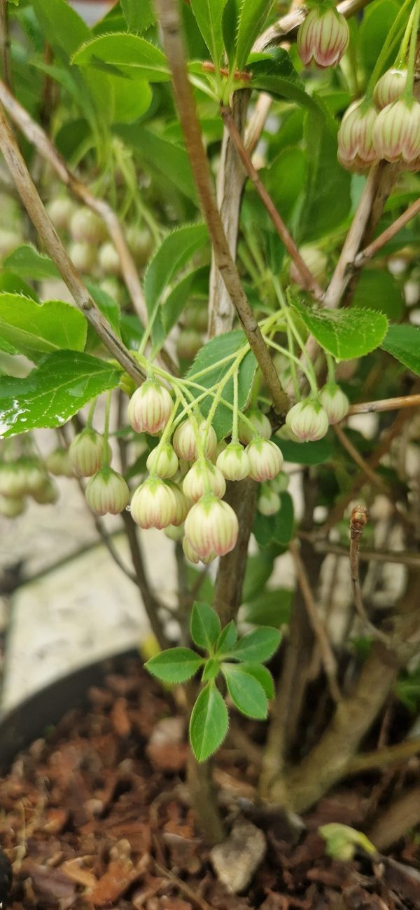 Enkianthus campanulatus2 Enkianthus campanulatus