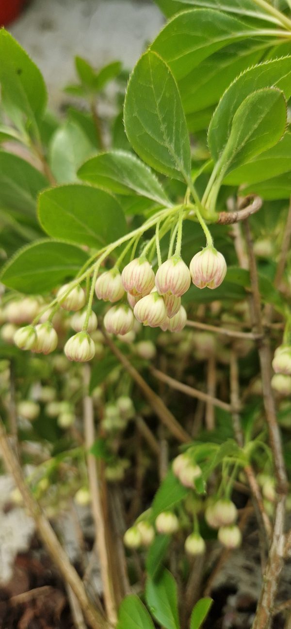 Enkianthus campanulatus3 Enkianthus campanulatus
