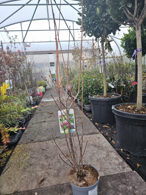 Enkianthus campanulatus4 Enkianthus campanulatus