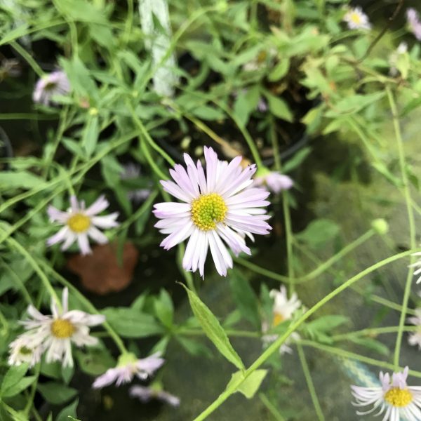 Erigeron Lavender Lady 01