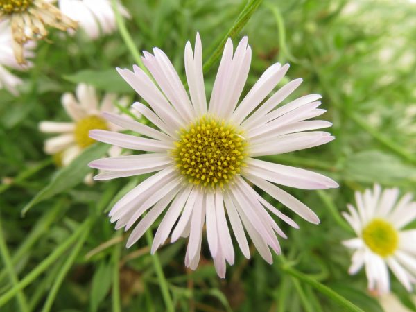 Erigeron Lavender Lady 04