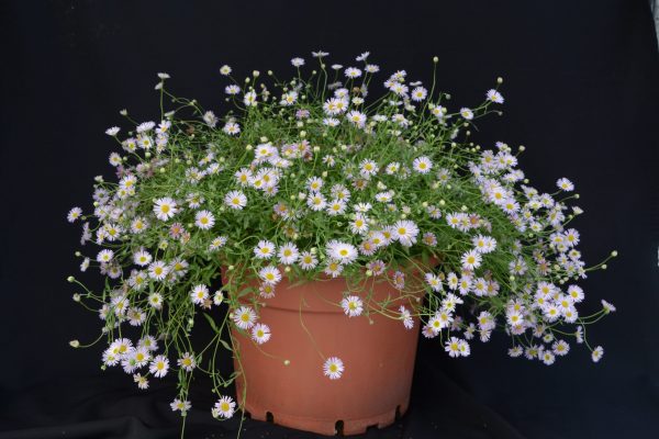 Erigeron Lavender Lady 07