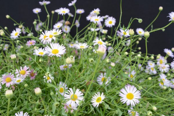 Erigeron Lavender Lady 08