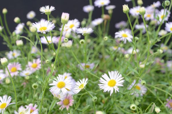 Erigeron Lavender Lady 09
