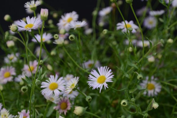 Erigeron Lavender Lady 10