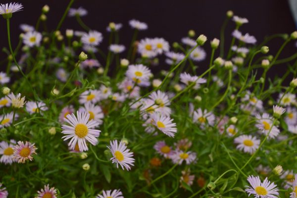 Erigeron Lavender Lady 12