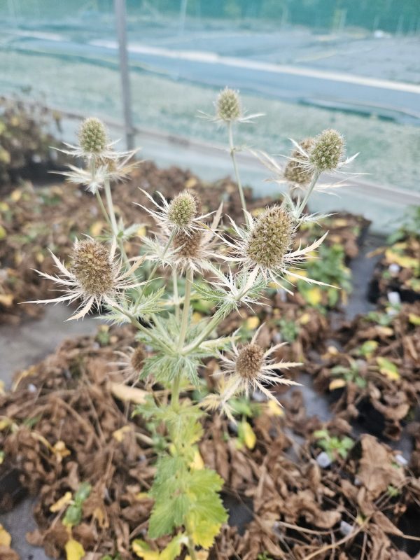Eryngium 'Magical White Lagoon' Eryngium 'Magical White Lagoon'